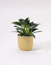 نبتة شجرة الحب (فيلودوندرون)